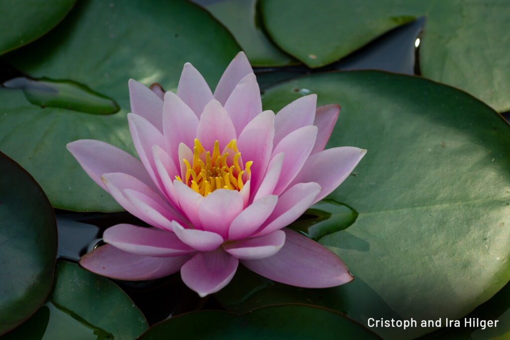 Hilger_2025-08-15_09-39-37_D50_2714 copy