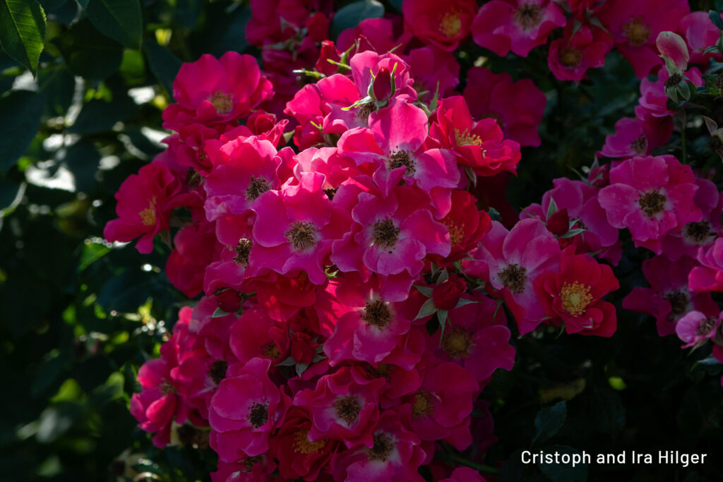 Hilger_2025-08-15_09-41-09_D50_2721 copy