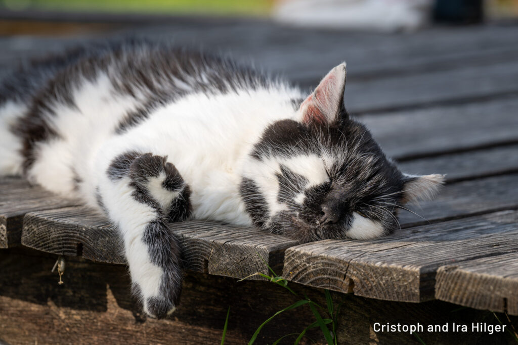 Hilger_2025-08-16_09-25-51_Z9A_1060 copy