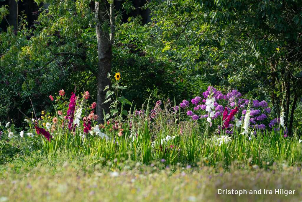 Hilger_2025-08-16_17-30-16_D50_3448 copy